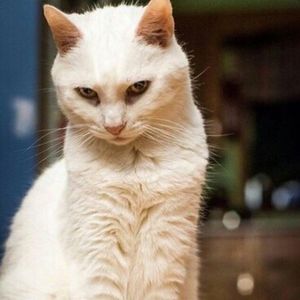 Meet your Posher, Katty